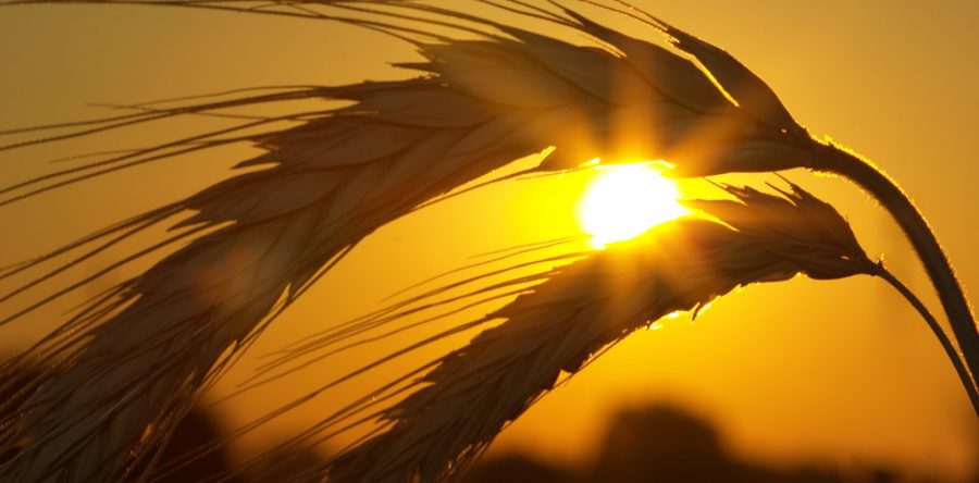 Celiac Disease