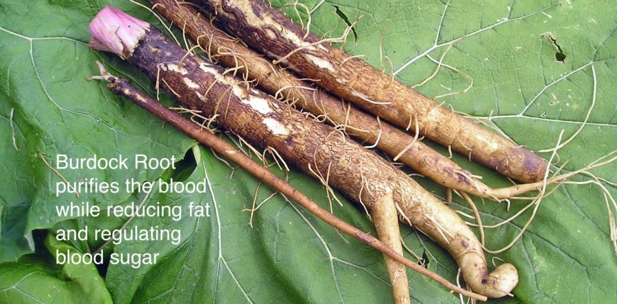 Burdock Root